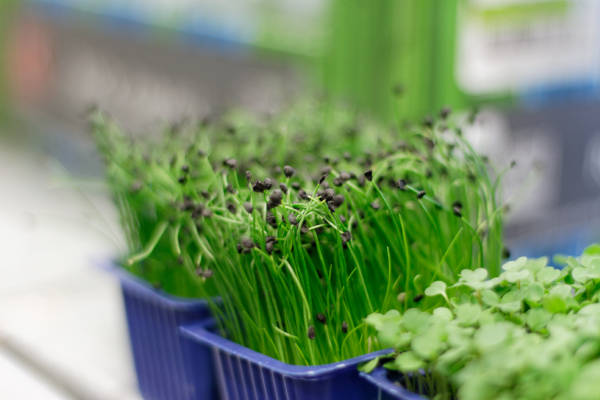 Koppert cress